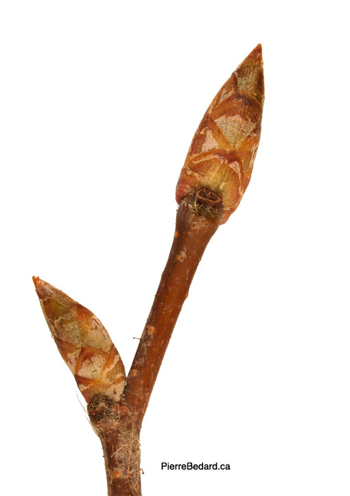 Ostrya virginiana